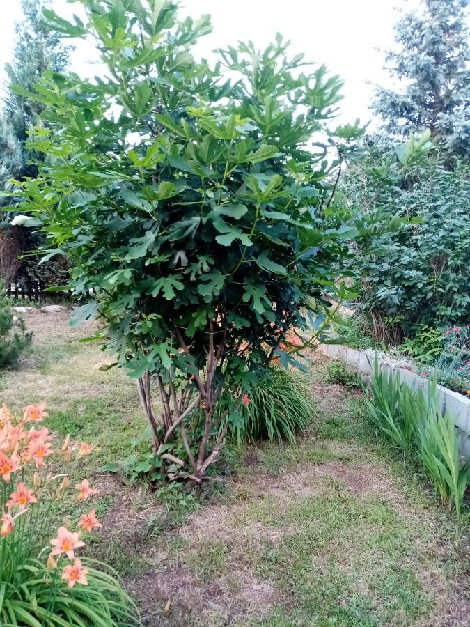Guesthouse Smiljanic Slavkovica エクステリア 写真